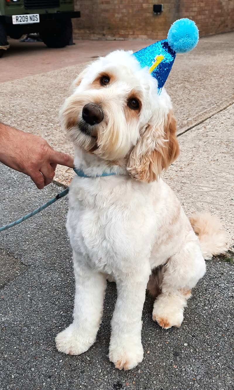 A white cockapoo on a lead on the driveway outside, a hand holding the lead