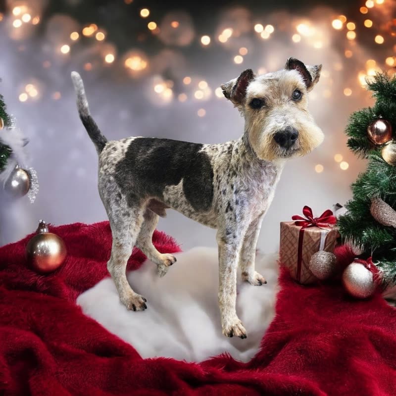 A speckled terrier in a full show trim standing against warm Christmas lights