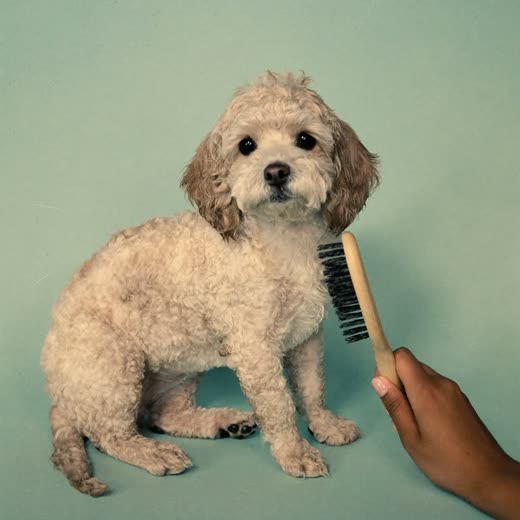 A freshly bathed cockapoo being brushed