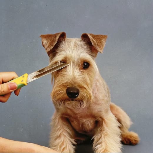 A wire-coated terrier being hand stripped