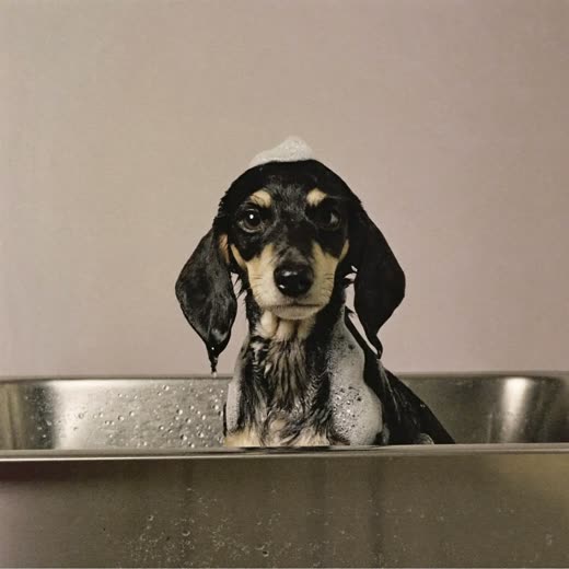 A puppy having a bath in a grooming tub