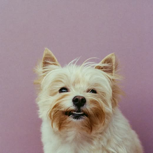 A small dog's coat being blow-dried
